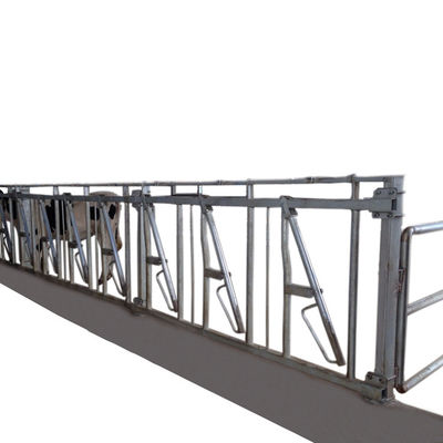 ISO9001 600cm μόνο κλείδωμα ο επικεφαλής Γκέιτς για τον εξοπλισμό ζώων αγροκτημάτων βοοειδών