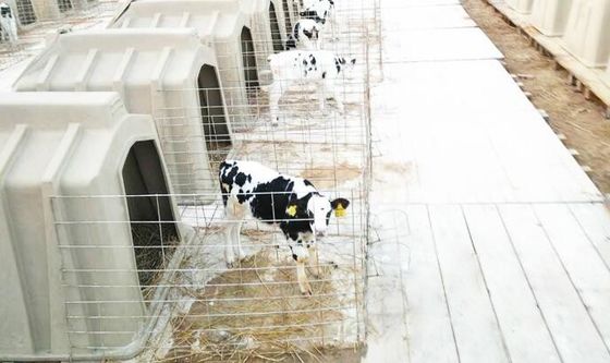 Αλκαλική ανθεκτική μακράς διαρκείας έκταση Hutches μόσχων 98kg γαλακτοκομική