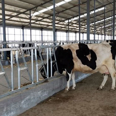 Ανθεκτικό ύψος 110cm 18kg εύκολη λειτουργία κλειδαριών αγελάδων επικεφαλής