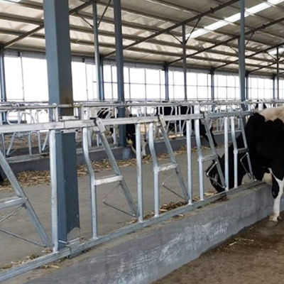 0.4m/Cow επικεφαλής κλειδαριά αγελάδων