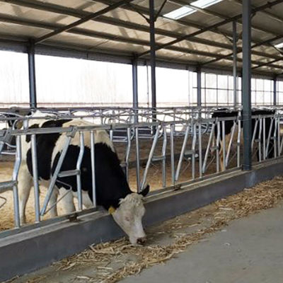 0.4m/Cow επικεφαλής κλειδαριά αγελάδων