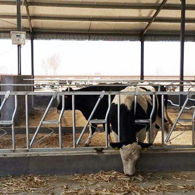 0.4m/Cow επικεφαλής κλειδαριά αγελάδων