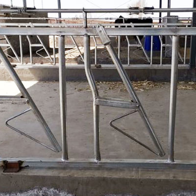 Εγκατεστημένο εύκολα πλάτος 75cm εύρωστα χτισμένα Headlocks κλειδαριών αγελάδων επικεφαλής