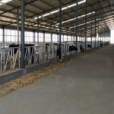 Εγκατεστημένο εύκολα πλάτος 75cm εύρωστα χτισμένα Headlocks κλειδαριών αγελάδων επικεφαλής