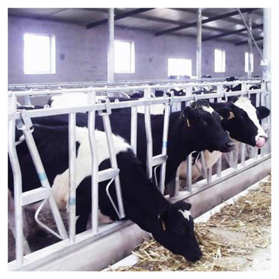 1.2m/Cow επικεφαλής κλειδαριά αγελάδων