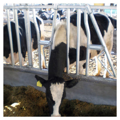 1.2m/Cow επικεφαλής κλειδαριά αγελάδων