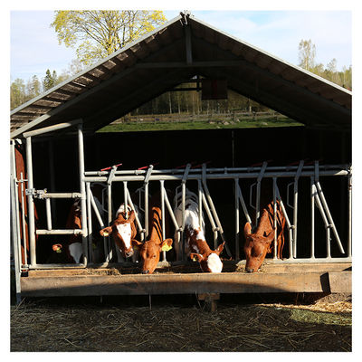 1.2m/Cow επικεφαλής κλειδαριά αγελάδων