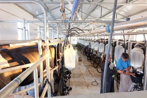 SS304 αρμέγοντας εξοπλισμός γαλακτοκομικών αγελάδων συστημάτων αιθουσών ψαροκόκκαλων